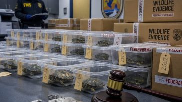 Feds Indict Albert Bazaar Accused of Smuggling 1,800 Turtles to Asia