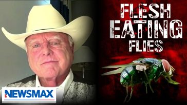 Screwworm outbreak ‘coming': TX agriculture commissioner warns