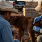 Screwworm Found in Texas Calf as Officials Face Blowback
