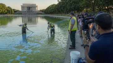 MS NOW Spins Reflecting Pool Algae Into Absurd Liberty Panic