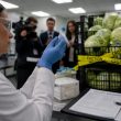 FDA Admits False Positive in Cyclospora Probe, Taylor Farms Says Sorry