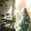 'SHOCKING': School board axes marijuana testing for new teachers