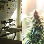 'SHOCKING': School board axes marijuana testing for new teachers