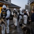 Dozens of Feces-Covered Border Collies Rescued; Breeder Arrested