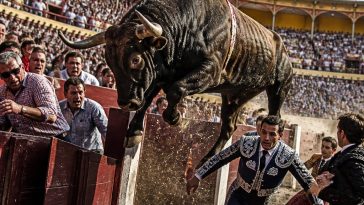 Half-Ton Bull Clears Barrier Twice at Murcia Fair, Nearly Gores Fans