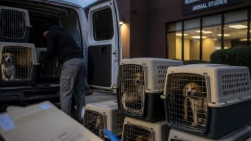 FOIA: Oak Hill Shipped 1,518 Hound Dogs to NIH-Funded Labs