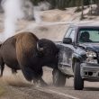 Bull Bison Charges Kyle Weber’s Pickup in Yellowstone