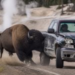 Bull Bison Charges Kyle Weber’s Pickup in Yellowstone