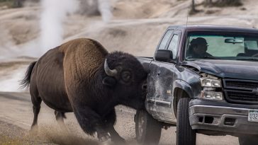 Bull Bison Charges Kyle Weber’s Pickup in Yellowstone