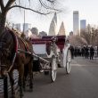 Trump Blasts NYC Carriage Ban, Warns of Job Losses